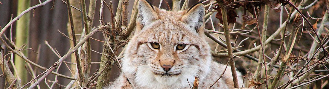 lynx boreal 00