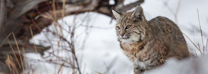 lynx boreal 01