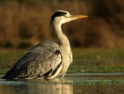 Oiseaux