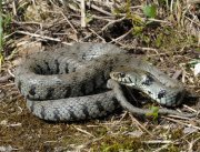 Reptiles