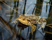 Amphibiens