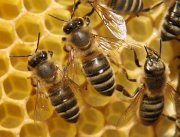 Insectes