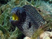 Poissons