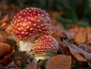 Champignons