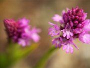 Orchidées