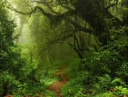 Forêts