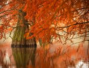 Bords de Lac